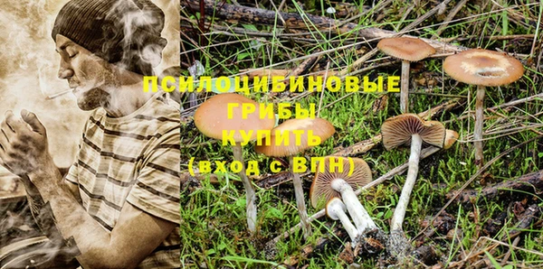 ПСИЛОЦИБИНОВЫЕ ГРИБЫ Новозыбков